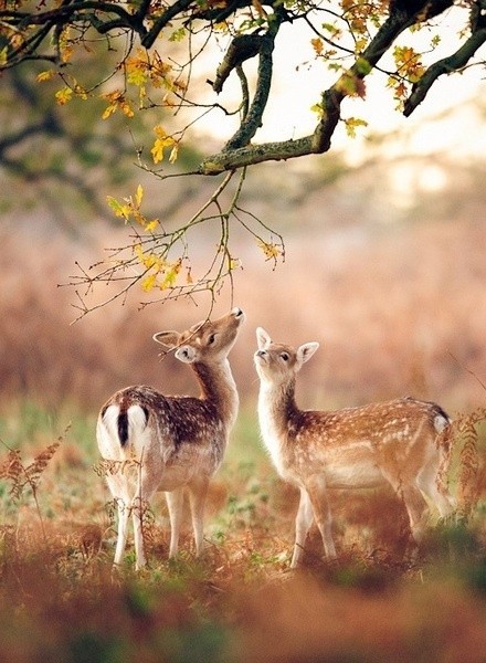 deer friend 树深时见鹿 麋鹿 鹿