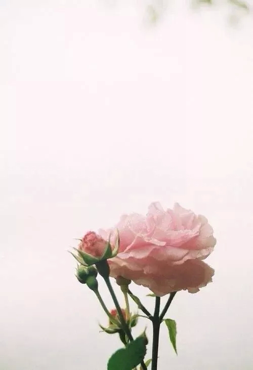 心在滴血