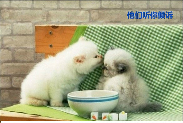 给萌萌的动物加点文字