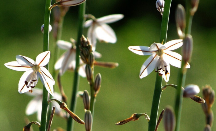 小管状金穗花(阿特拉斯金穗花)asphodelus fistulosus ,黄脂木科阿福