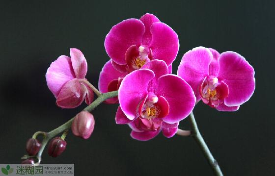 蝴蝶兰多少钱一颗(本文由迷糊园花卉植物主题交友社区[www.mihuyuan.