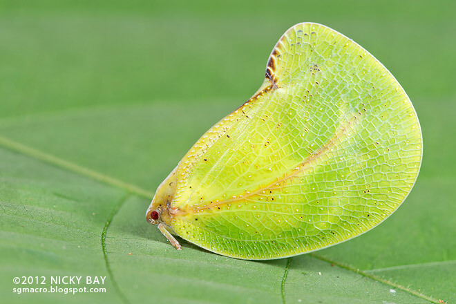 蛾蜡蝉科 flatidae