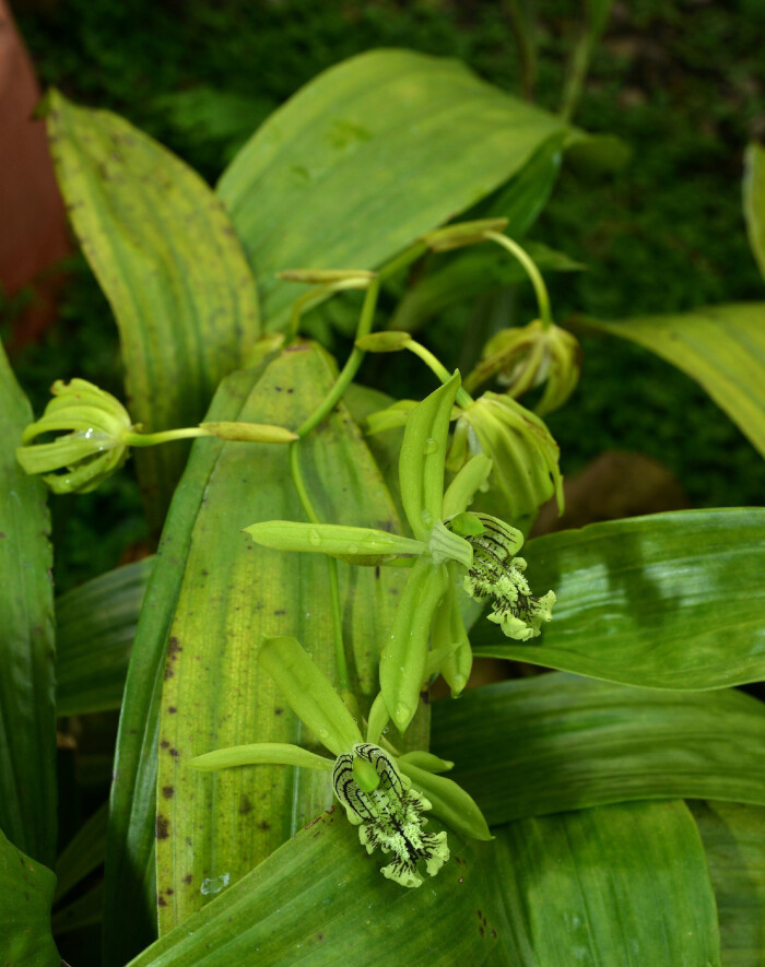 coelogyne mayeriana,贝母兰属.