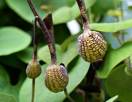 马来西亚珍稀植物图片