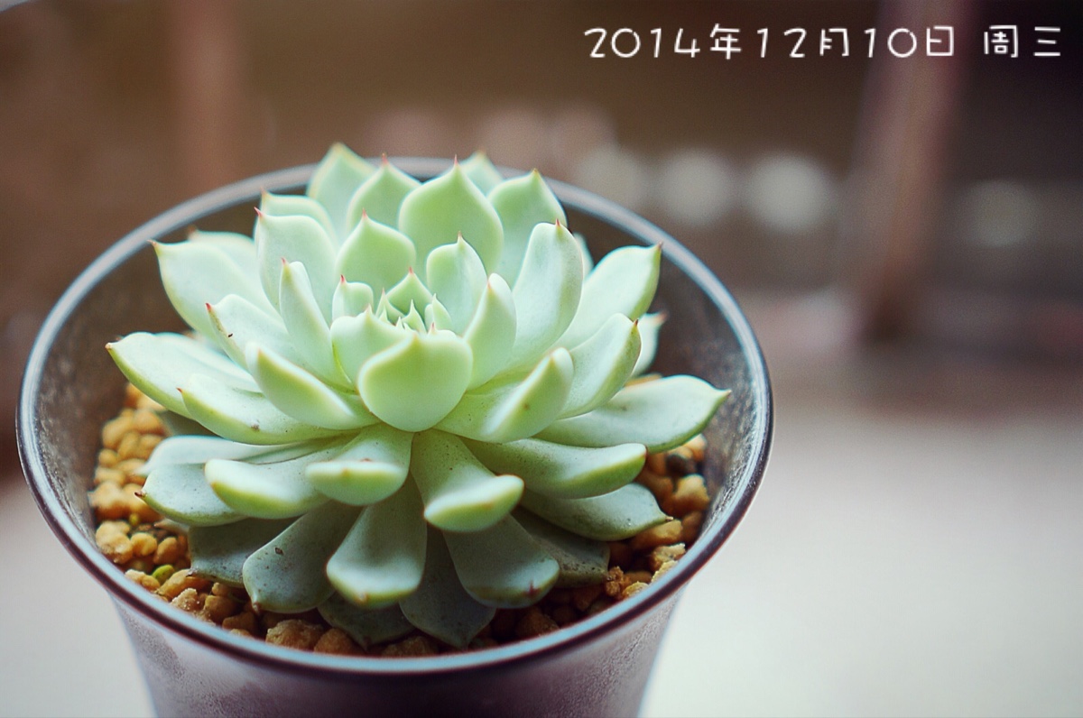 红爪 松果红爪_红爪_红爪雨林