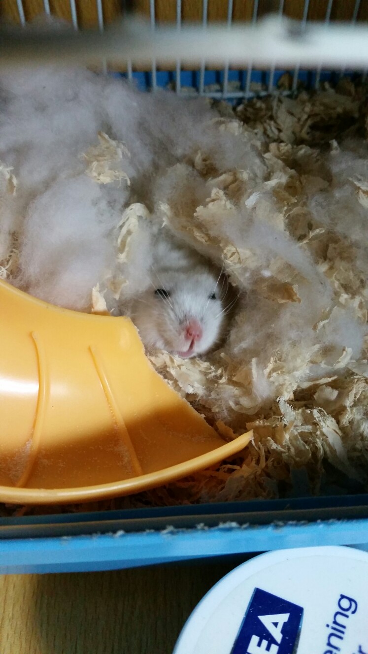 仓鼠冬眠的样子图片
