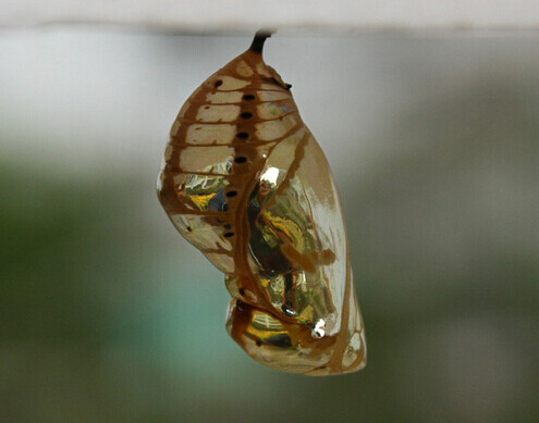 蓝点紫斑蝶 euploea midamus 蛹.