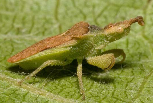 cnizocoris sp ,螳瘤蝽属