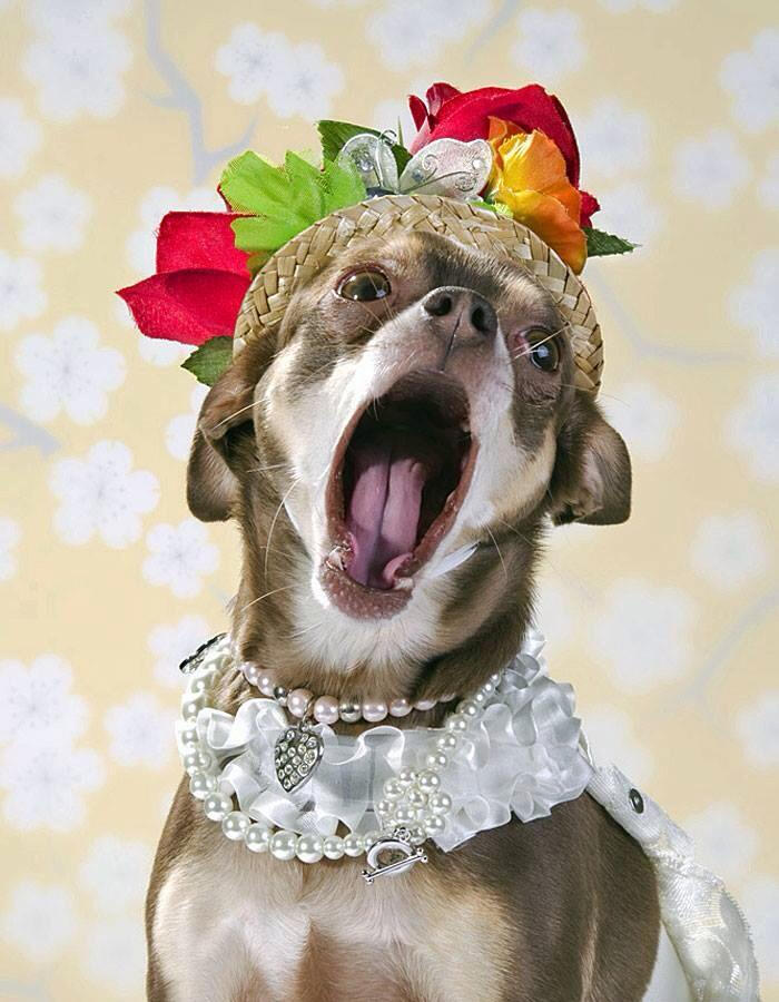 汪汪汪,一起来高歌一曲