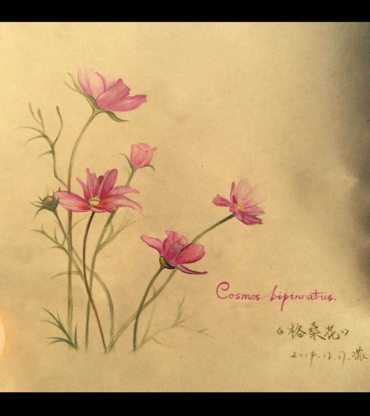 格桑花 