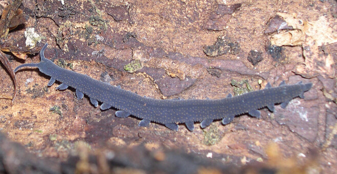 天鹅绒虫(栉蚕)peripatus sp,栉蚕科栉蚕属.