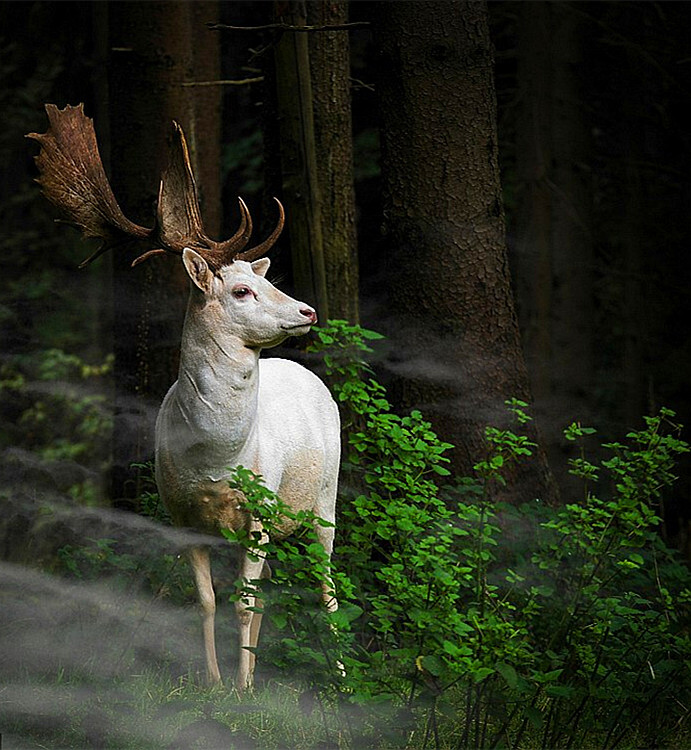 白鹿图片动物唯美图片