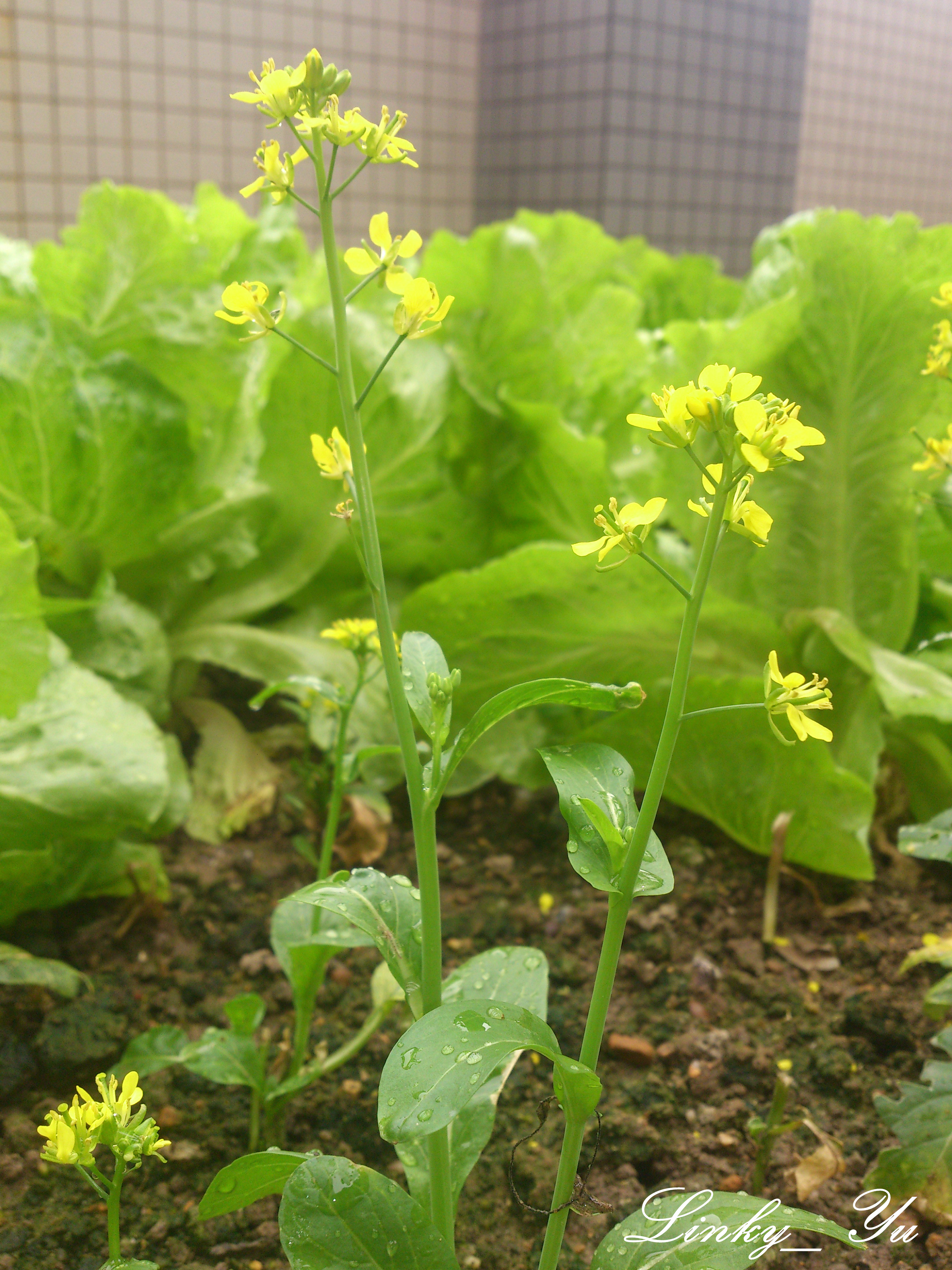 油菜(油白菜,苦菜)brassica campestris l.