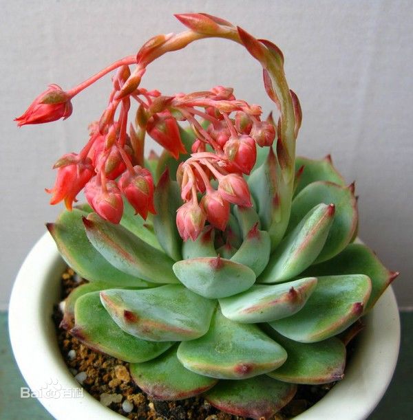 吉娃莲[1] ,景天科拟石莲花属,别名:吉娃娃(因为常与狗名混淆,所以大
