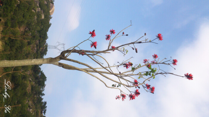 刺桐(学名:erythrina variegata linn.