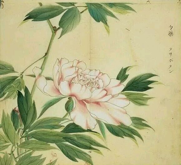 芍药,别名将离.出自《郑风·溱洧》:"维士与女,伊其相谑,赠之以勺药.