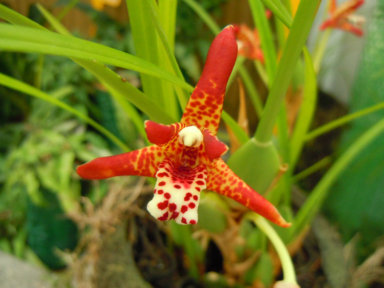 maxillaria picta ,鹗唇兰属.