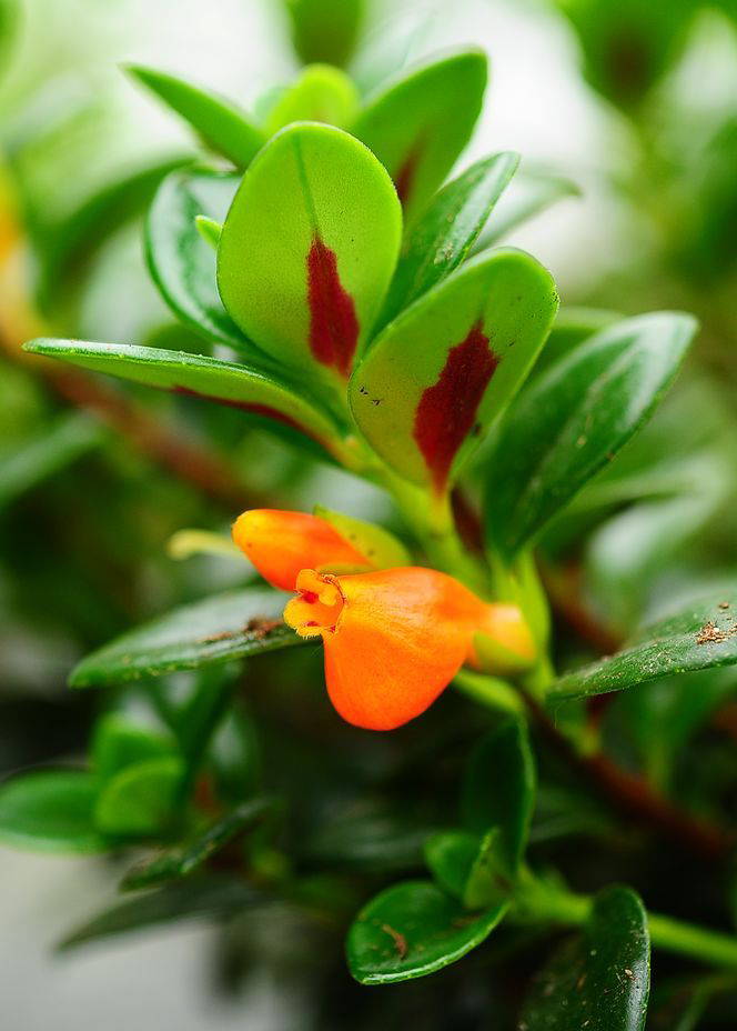 袋鼠花(金鱼花)nematanthus gregarius ,苦苣苔科袋鼠花属.