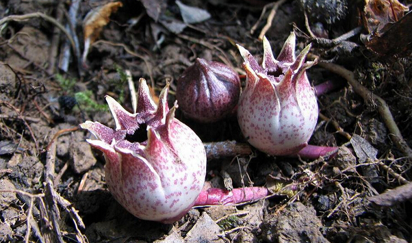 蜘蛛抱蛋花根茎图片