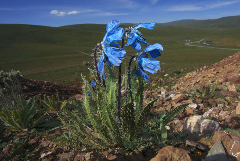 多刺绿绒蒿 meconopsis horridula,罂粟科绿绒蒿属.