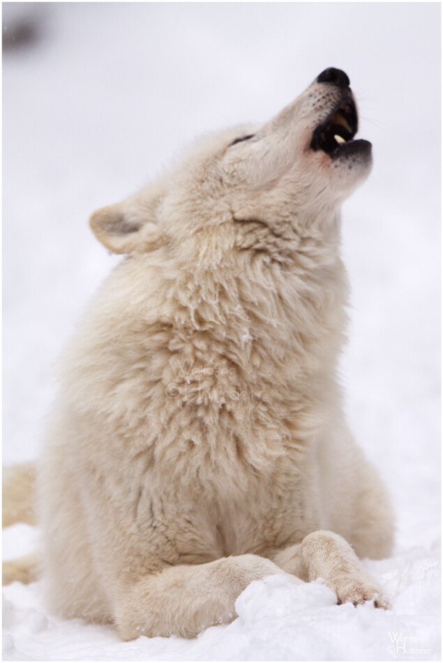 嚎叫高清图!好赞!