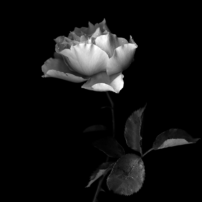 白色玫瑰图片 伤感图片