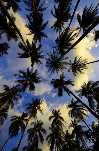 椰树 夏日疯 换不完的手机壁纸.