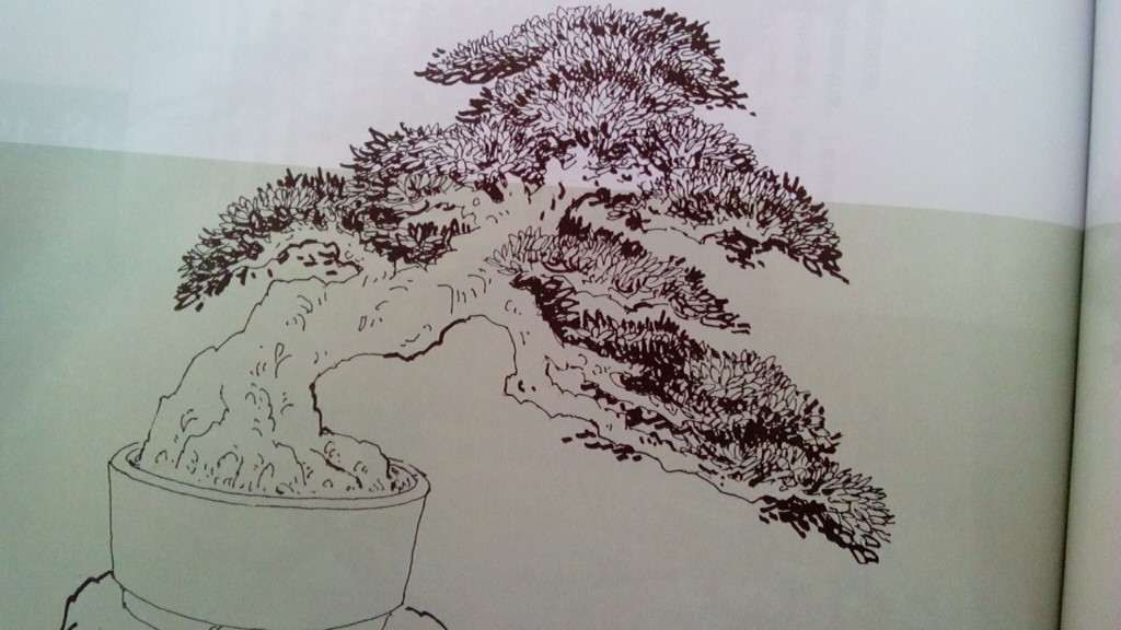 松树盆景简笔画图片