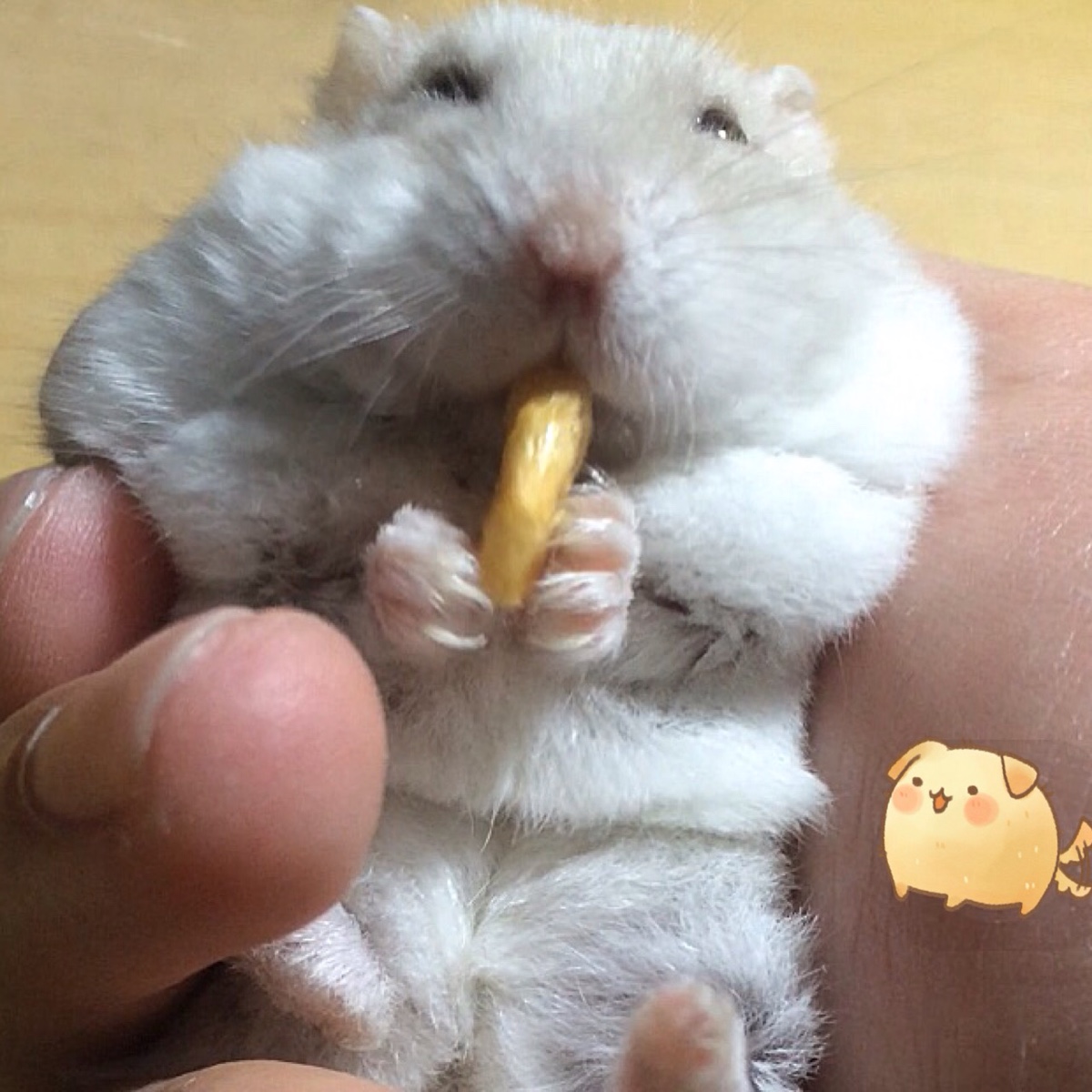 仓鼠