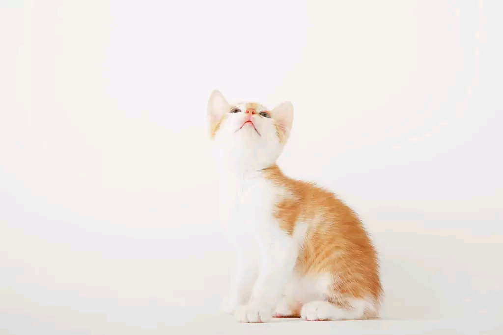 猫咪