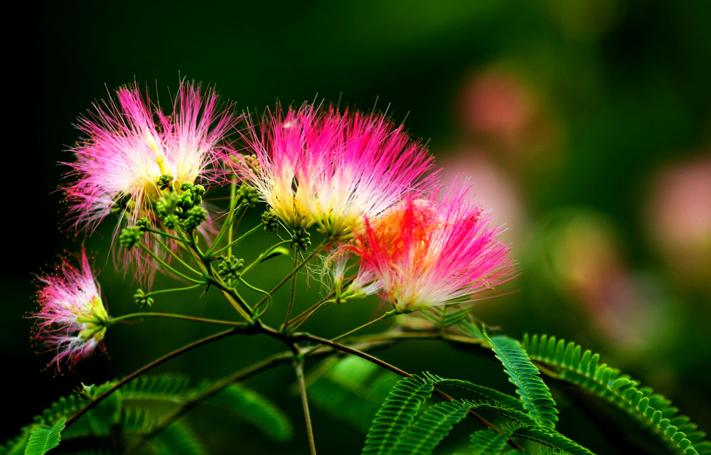 合欢(albizia julibrissin durazz),又名绒花树,夜合欢