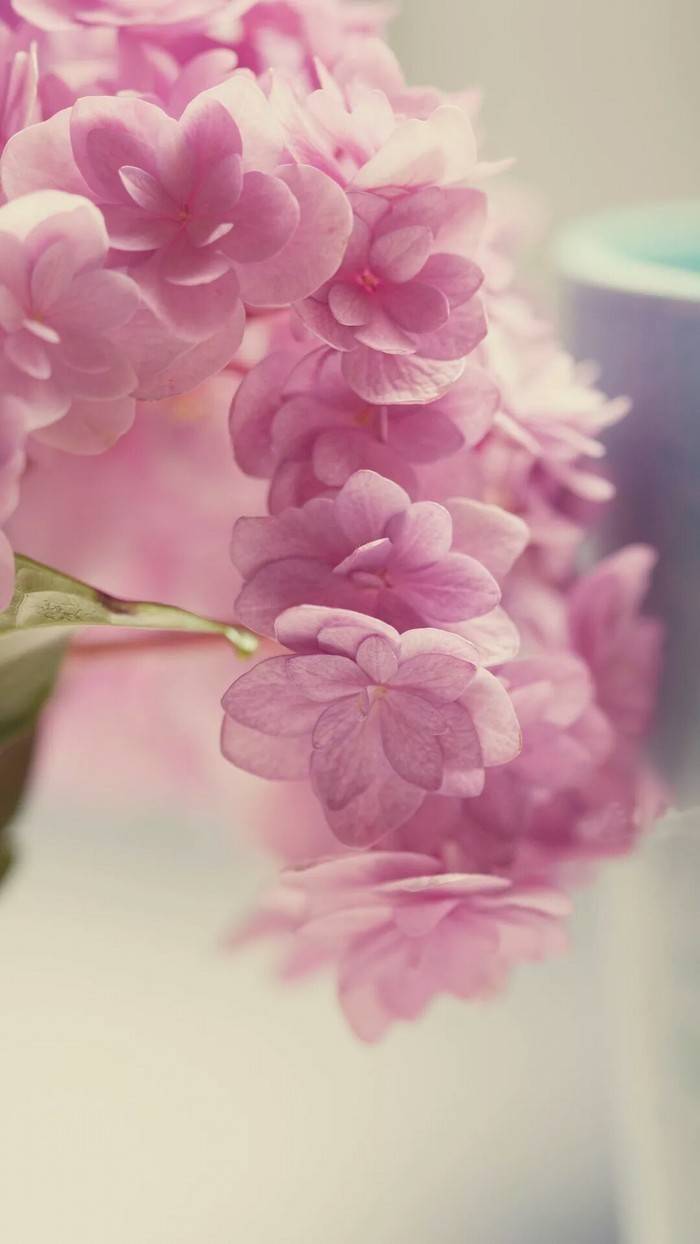 花壁纸 