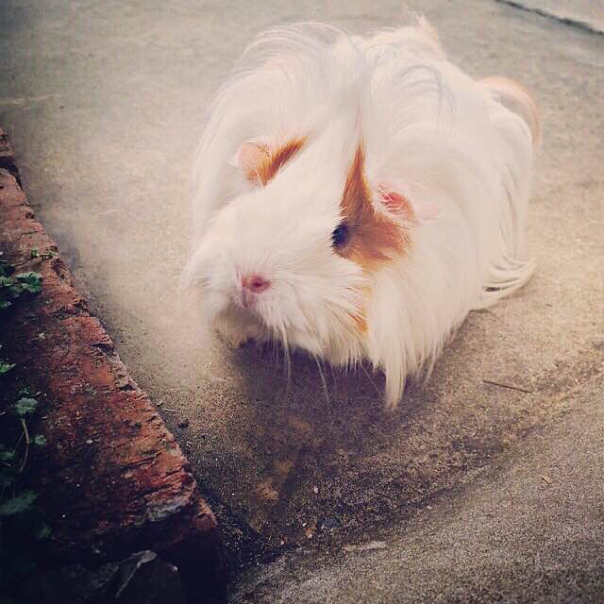 肉肉是一只长逆毛荷兰猪,喜欢卖萌喜欢吃.