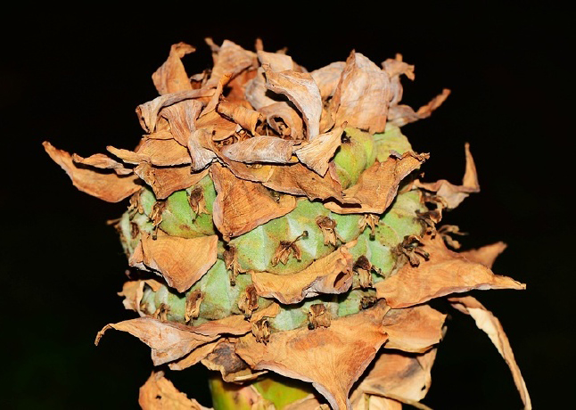 地涌金莲 musella lasiocarpa ,芭蕉科地涌金莲属.果实.