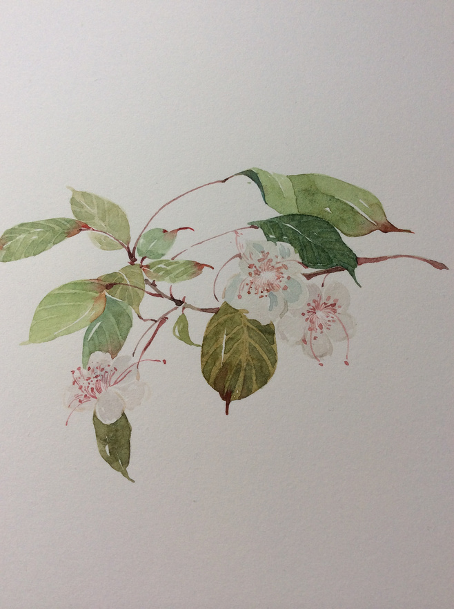 手绘水彩插画李花 by --插画师南方 我总画花卉,很少去画画别的什么.