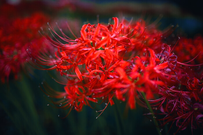 彼岸花 花语:恶魔的温柔