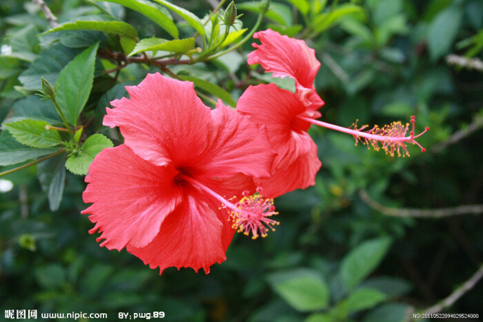 扶桑花 