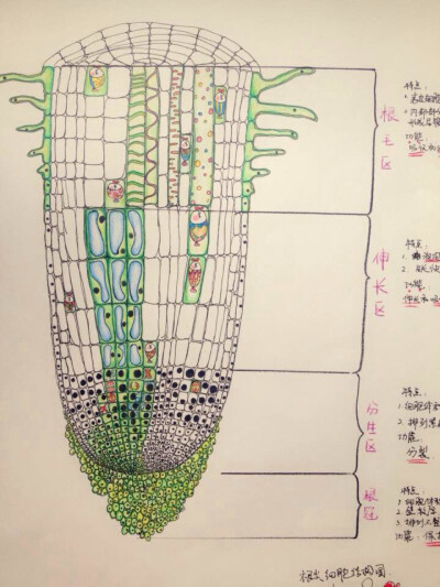 植物根部细胞结构图图片