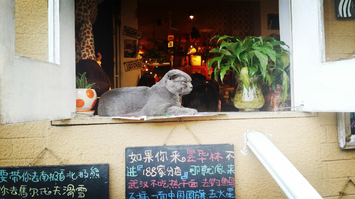 昙华林的猫无处不在,悠闲自在