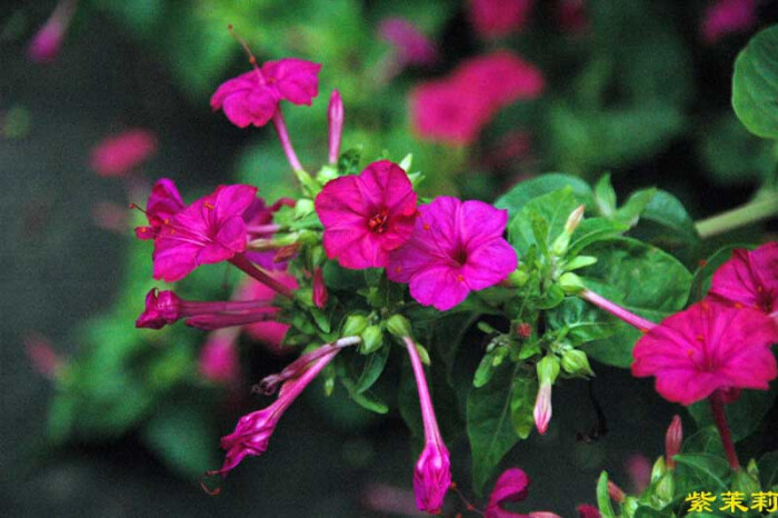 紫茉莉花