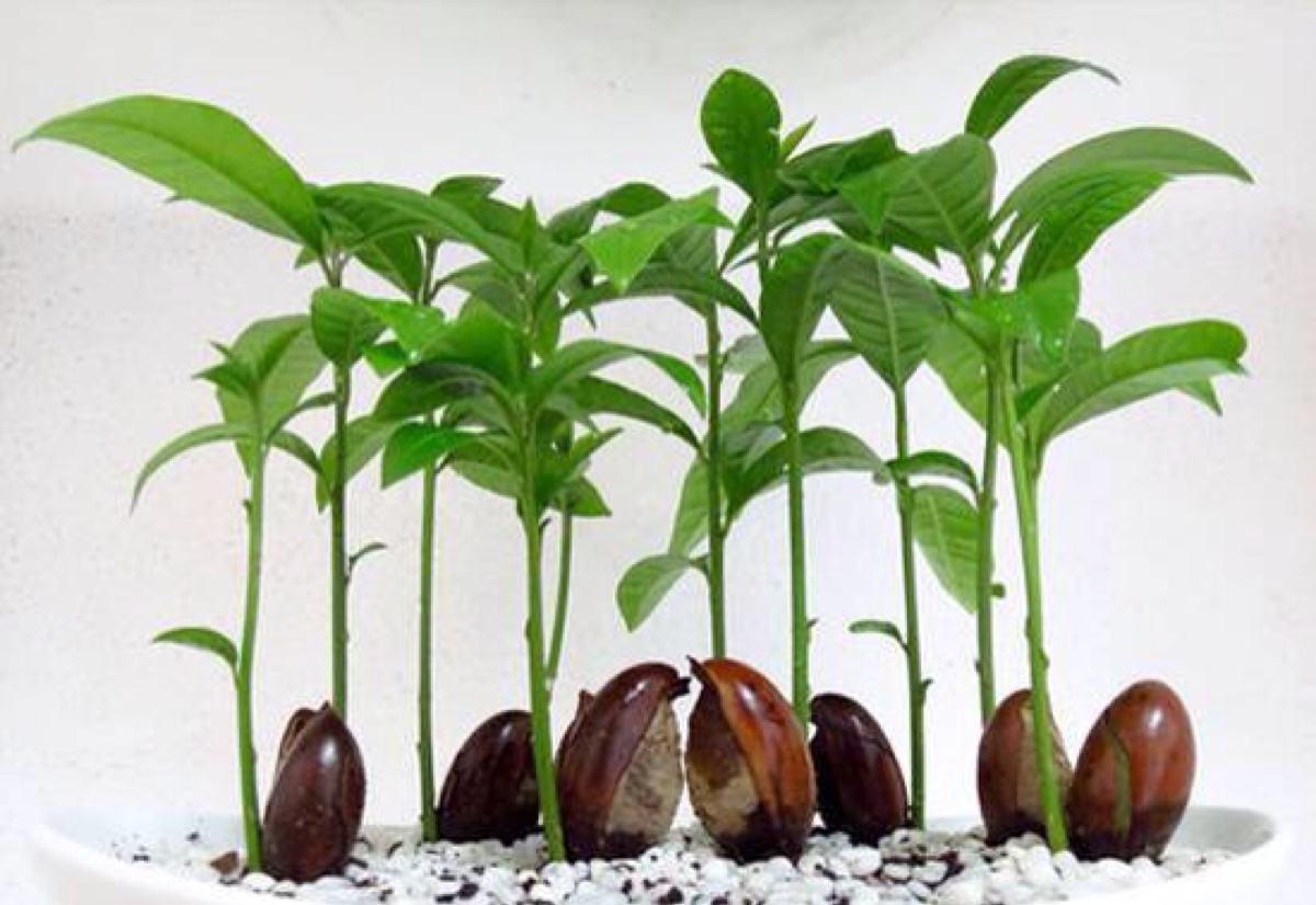 植物根茎生长方向与力的关系doc