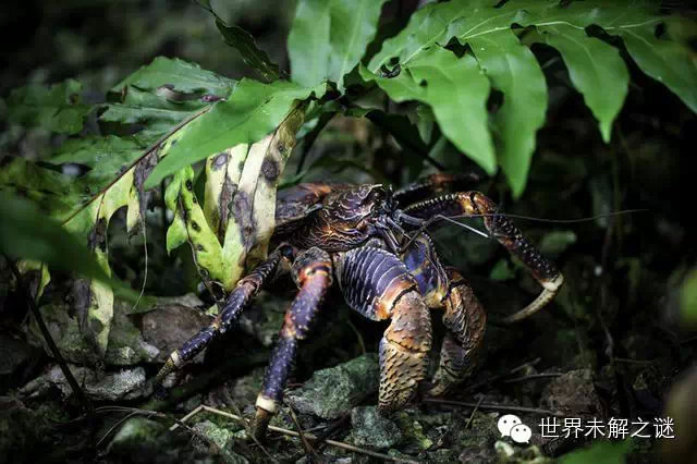 世界上最大的陆生节肢动物,体格巨大,长相奇异的椰子蟹(robber crab)