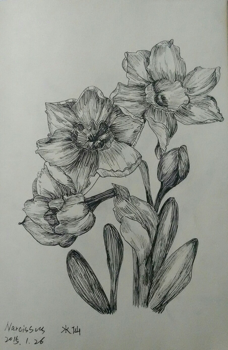 水仙花素描画法图片