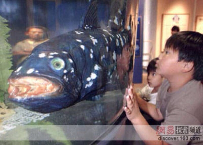 腔棘鱼标本