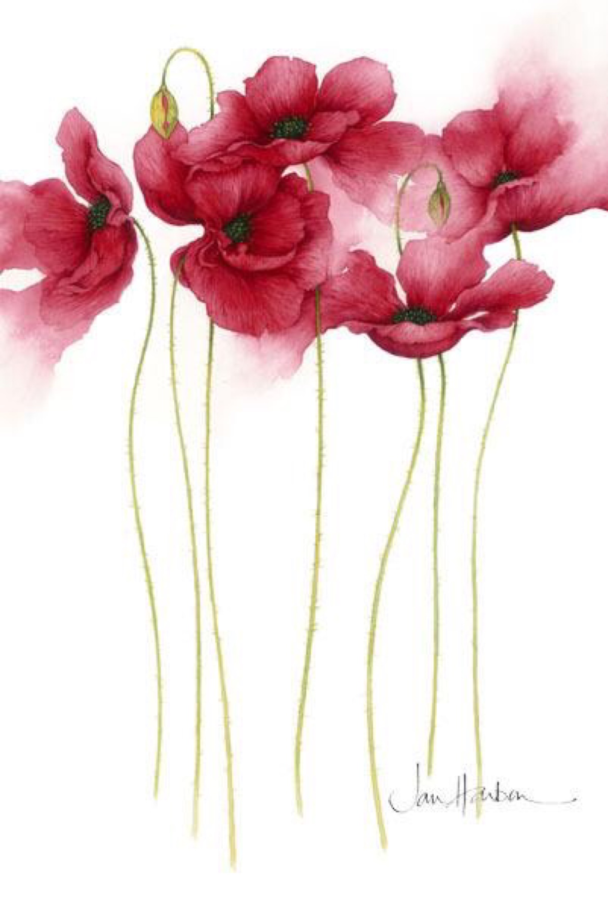 花开花落秋未至 桫椤树旁花静晚