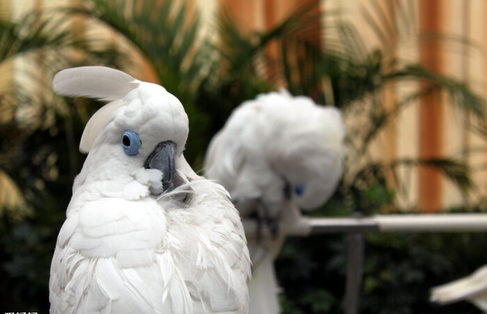 蓝眼凤头鹦鹉体长44-50厘米,体重500-570克…