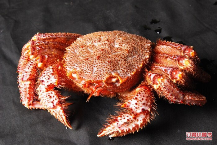 产於西北太平洋沿岸的大型蟹,著名的日本名贵食材