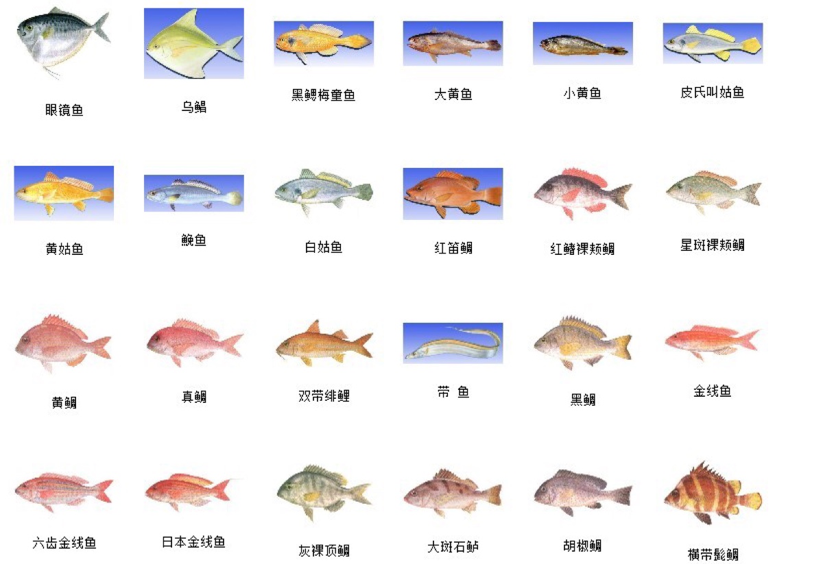 鱼类
