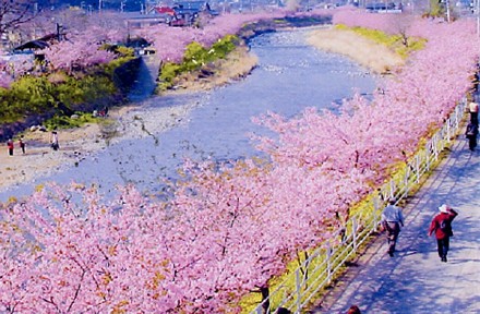 日本伊豆现在樱花也完全盛开了,正在举办『河津樱花祭,这里日本人