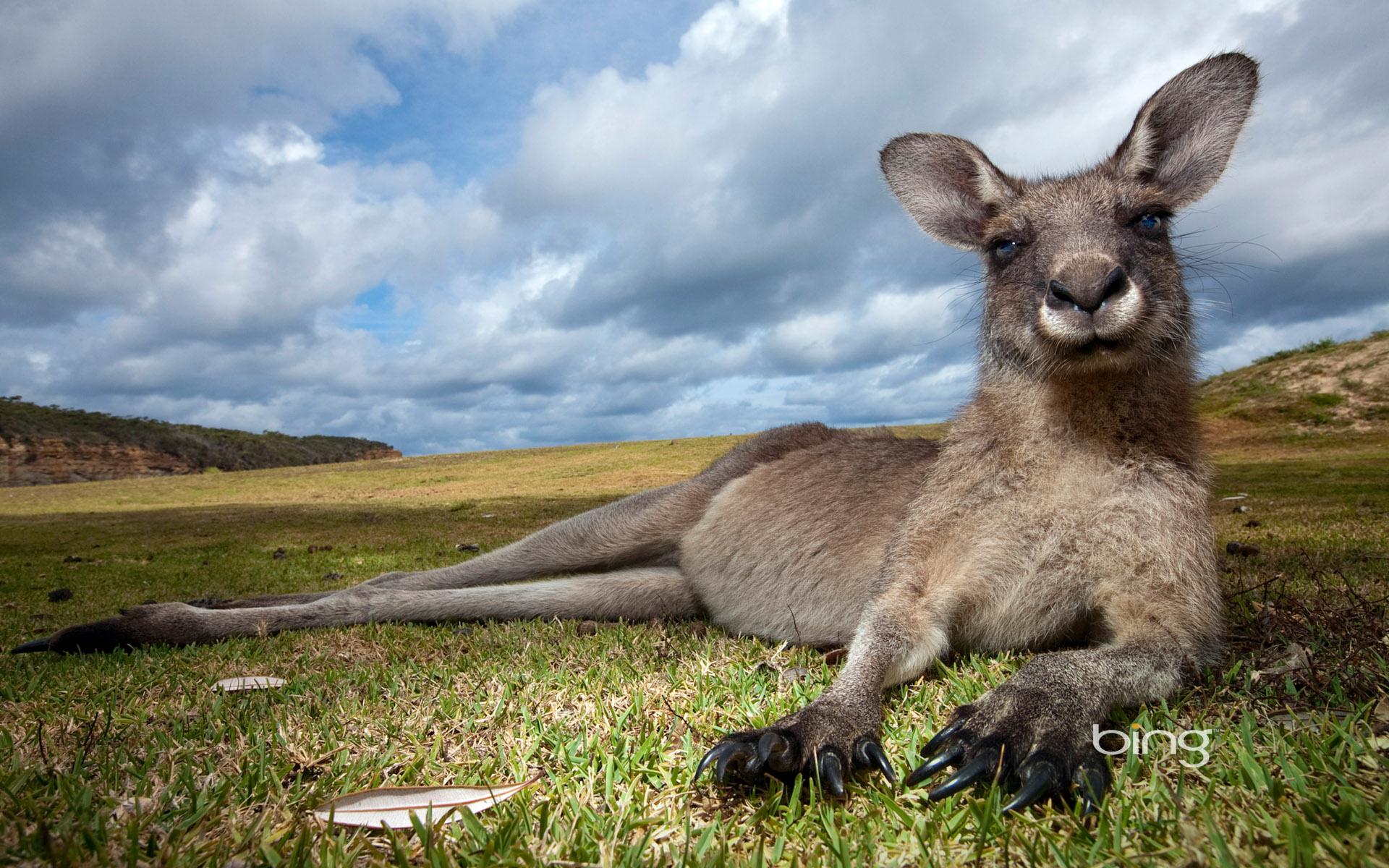 kangaroo